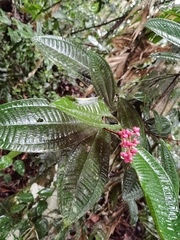 Miconia simplex