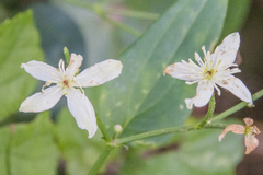 Clematis flammula