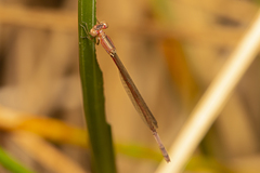 Agriocnemis rubricauda