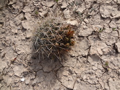 Ancistrocactus scheeri