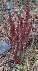 Pterospora andromedea
