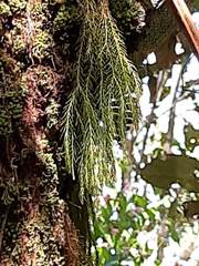 Phlegmariurus linifolius