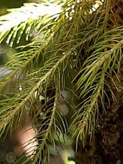 Phlegmariurus linifolius