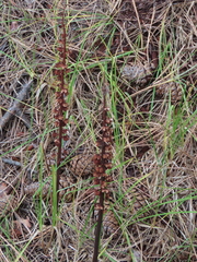 Pterospora andromedea