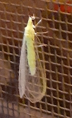 Chrysopa nigricornis