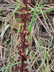 Pterospora andromedea