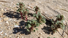 Amaranthus pumilus