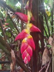 Heliconia pogonantha