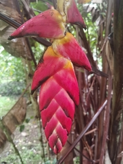 Heliconia pogonantha