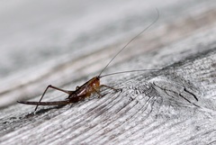 Conocephalus attenuatus