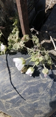 Sphaeralcea purpurata