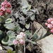 Helichrysum rotundifolium - Photo (c) Nicola van Berkel, algunos derechos reservados (CC BY-SA), subido por Nicola van Berkel