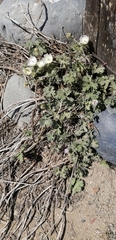 Sphaeralcea purpurata