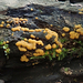 Sphaerosporium lignatile - Photo (c) jonathan_mack, some rights reserved (CC BY-NC), uploaded by jonathan_mack