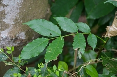 Zanthoxylum nitidum