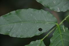 Zanthoxylum nitidum