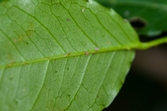 Zanthoxylum nitidum