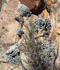 Helichrysum saxicola