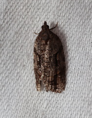 Thrincophora signigerana