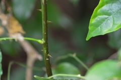 Zanthoxylum nitidum