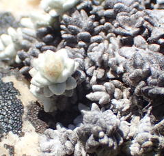 Helichrysum saxicola