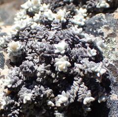 Helichrysum saxicola