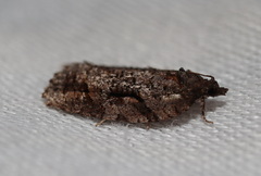 Thrincophora signigerana