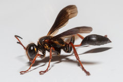 Isodontia exornata