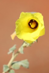 Hibiscus austrinus austrinus