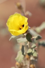 Hibiscus austrinus austrinus