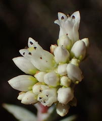 Crassula biplanata