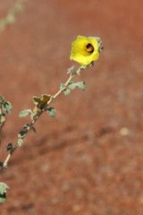Hibiscus austrinus austrinus