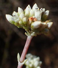 Crassula biplanata