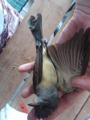 Myiarchus ferox