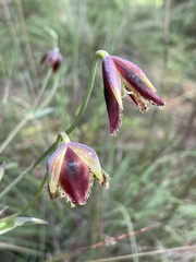 Calochortus spatulatus
