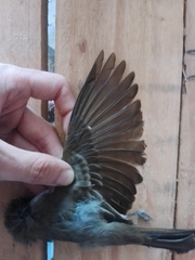 Myiarchus ferox