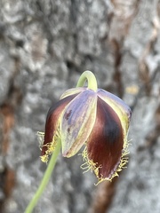 Calochortus spatulatus