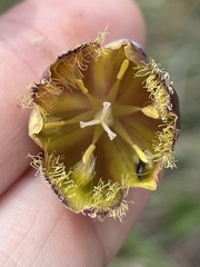 Calochortus spatulatus