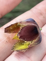 Calochortus spatulatus