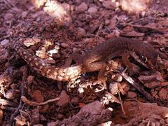 Pachydactylus geitje