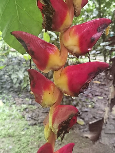 Image of Heliconia pogonantha by (c) Eduardo Chacón Madrigal, some rights reserved (CC BY)