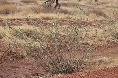 Hibiscus austrinus austrinus