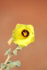 Hibiscus austrinus austrinus