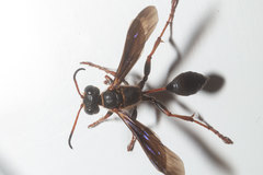 Isodontia exornata