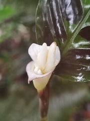 Goeppertia warszewiczii