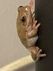 Hyla squirella