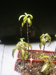 Magnoliopsida