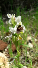 Ophrys bornmuelleri