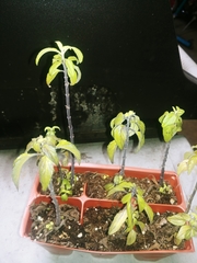 Magnoliopsida