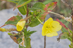 Oenothera pubescens
